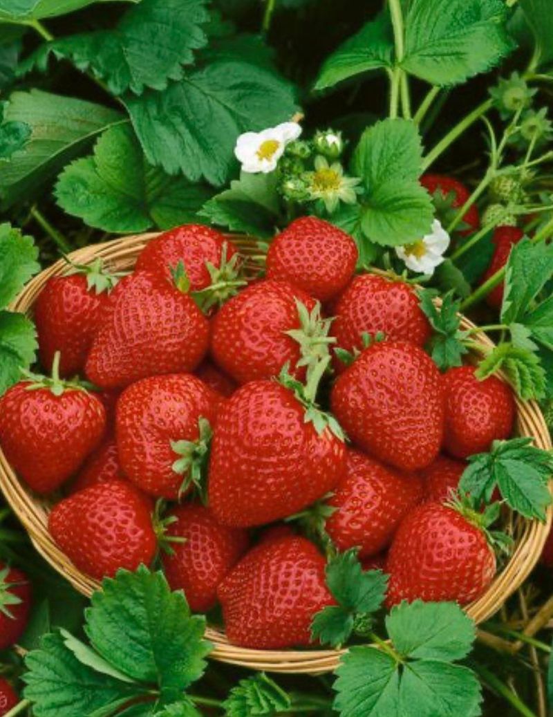 Louisiana: Strawberry