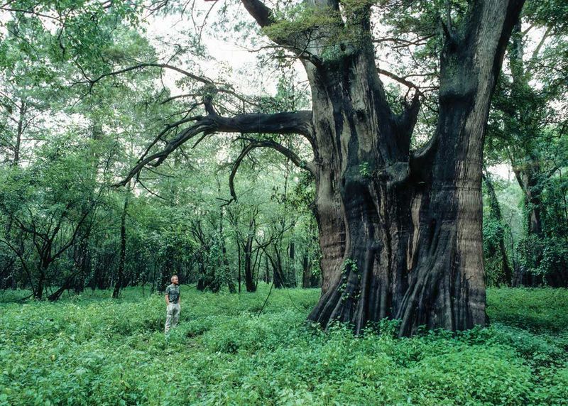 Louisiana's Cypress Giant