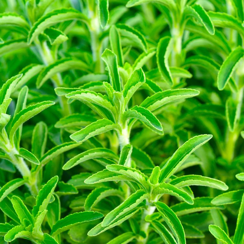 Stevia