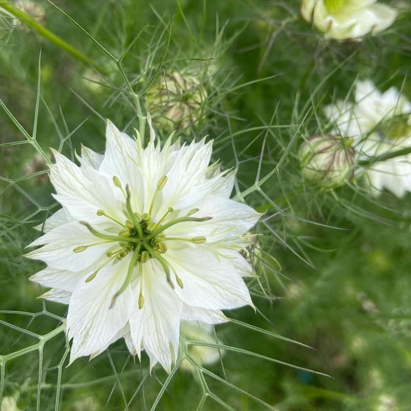 Love-in-a-Mist