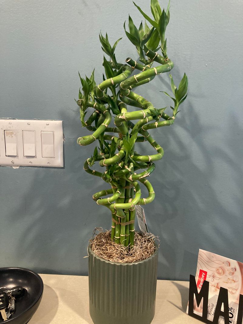 Lucky Bamboo