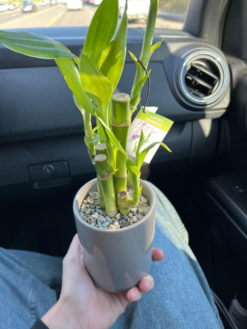 Lucky Bamboo