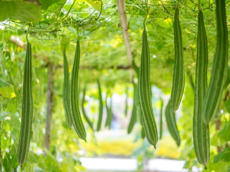 Luffa Gourds