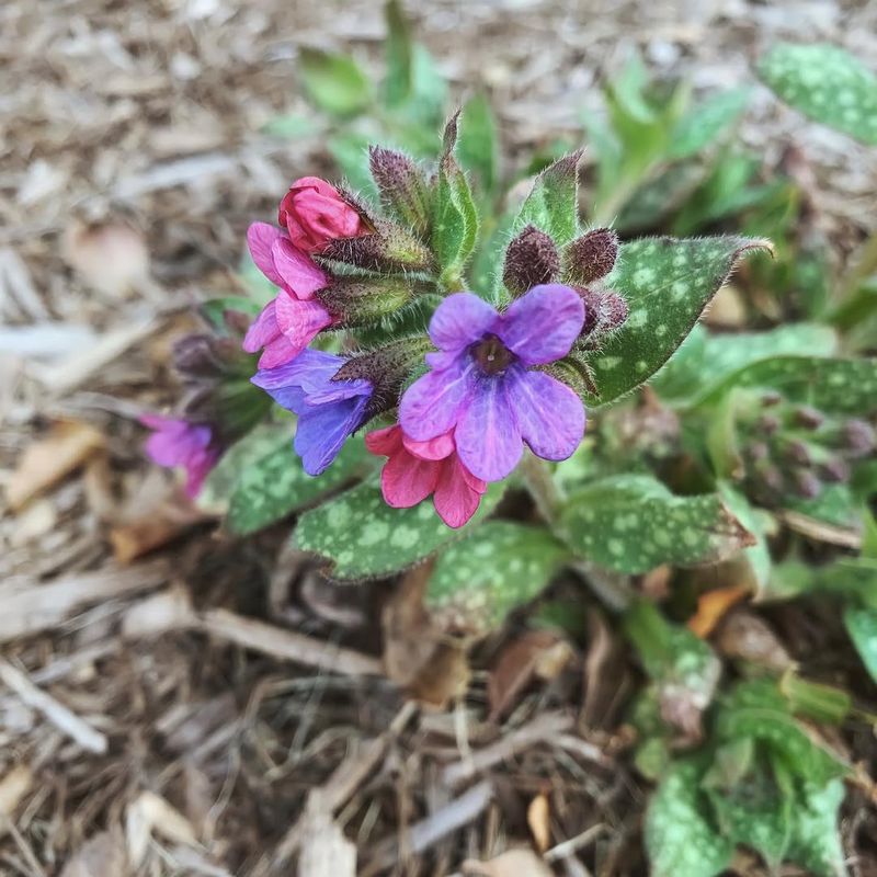 Lungwort