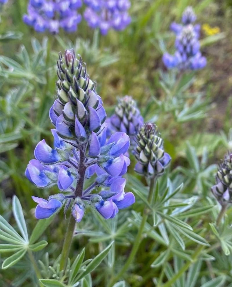 Lupine