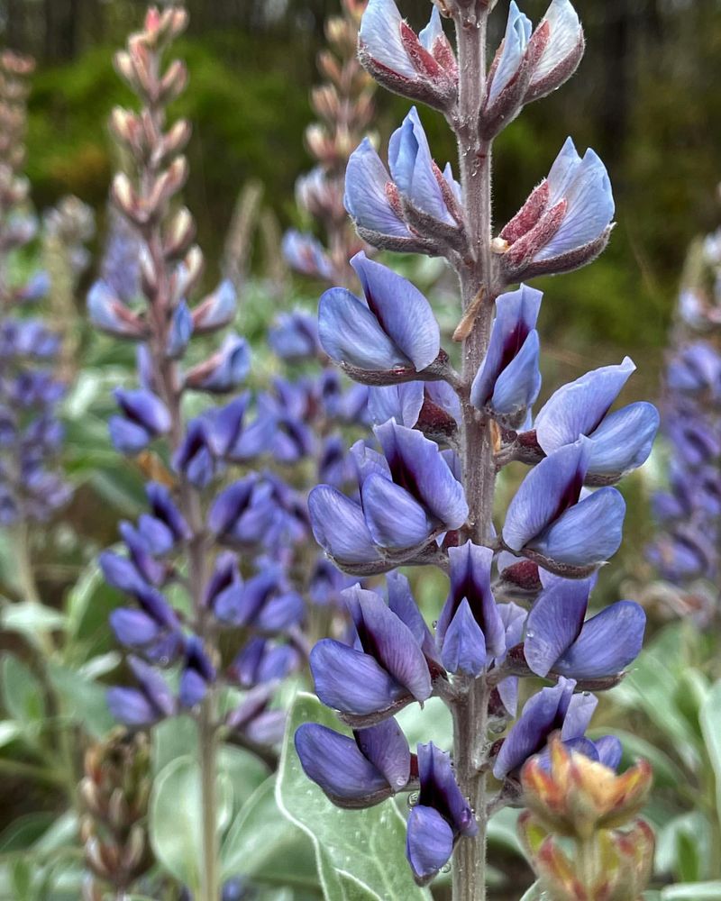 Lupine