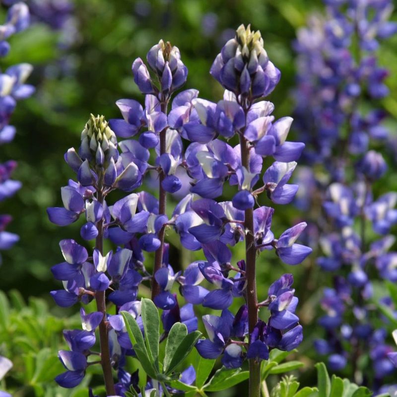 Lupine