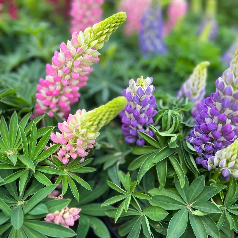 Lupine