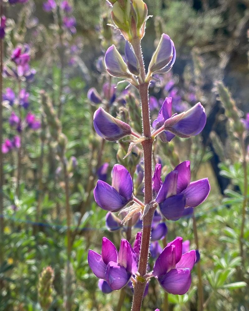 Lupine (Lupinus)