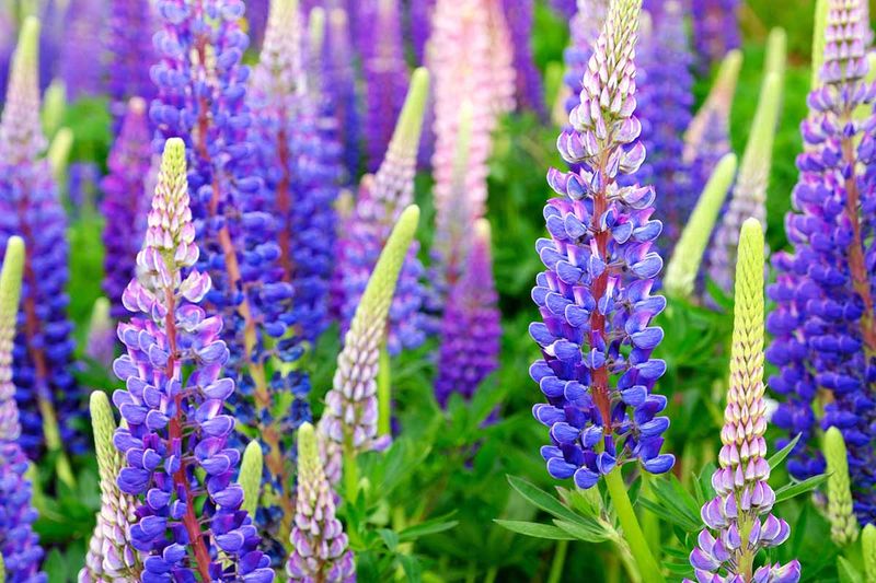 Lupines