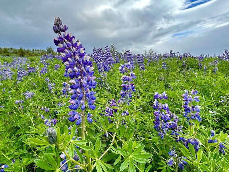 Lupines