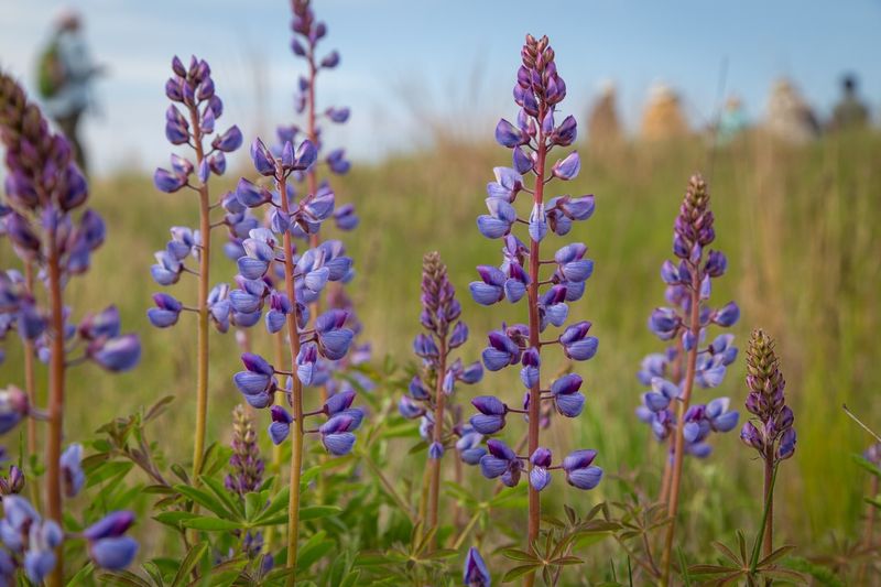 Lupines