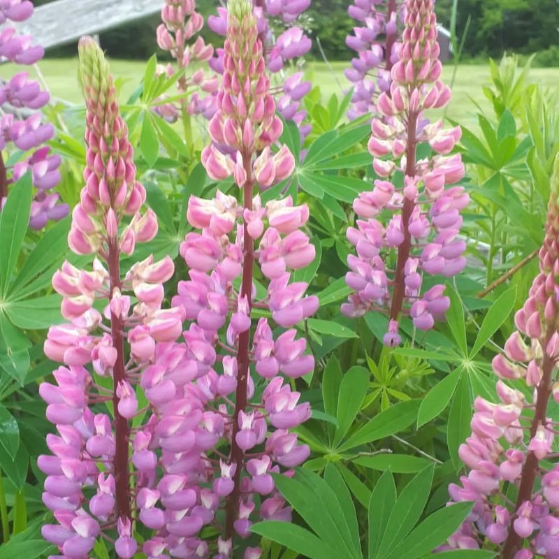 Lupins