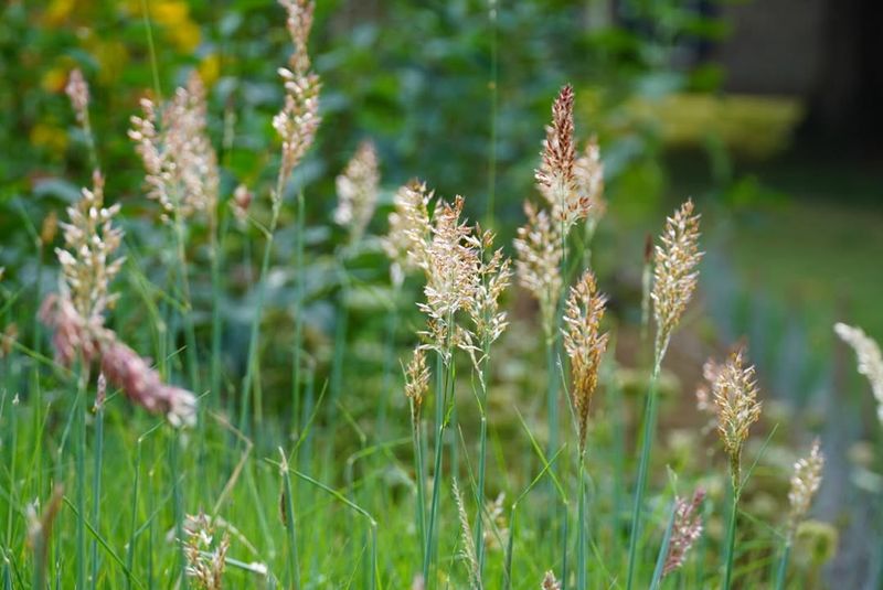 Reed Canary Grass