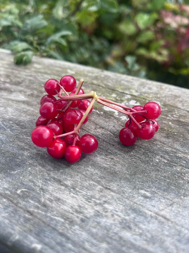 Cranberry Seeds