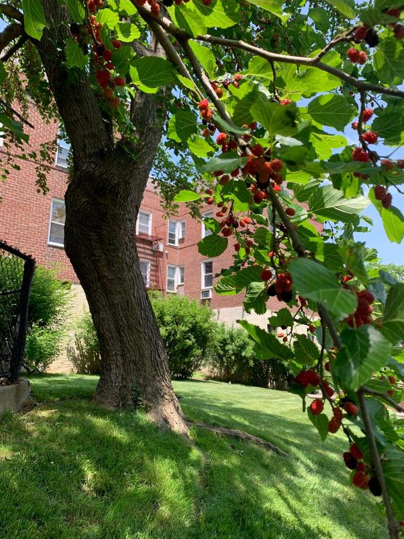 Mulberry Tree