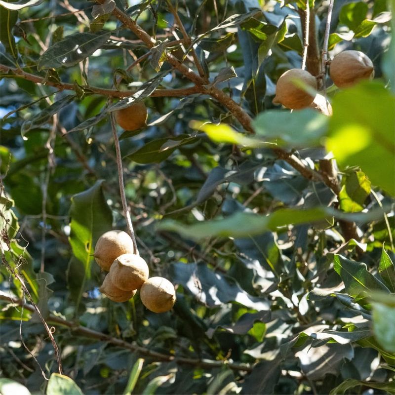 Macadamia Nut Root