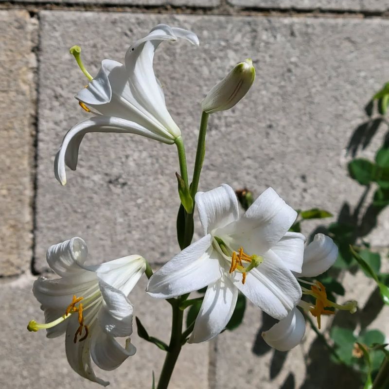 Madonna Lily