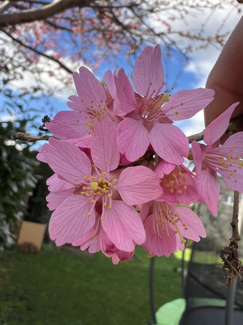 Cherry Blossom