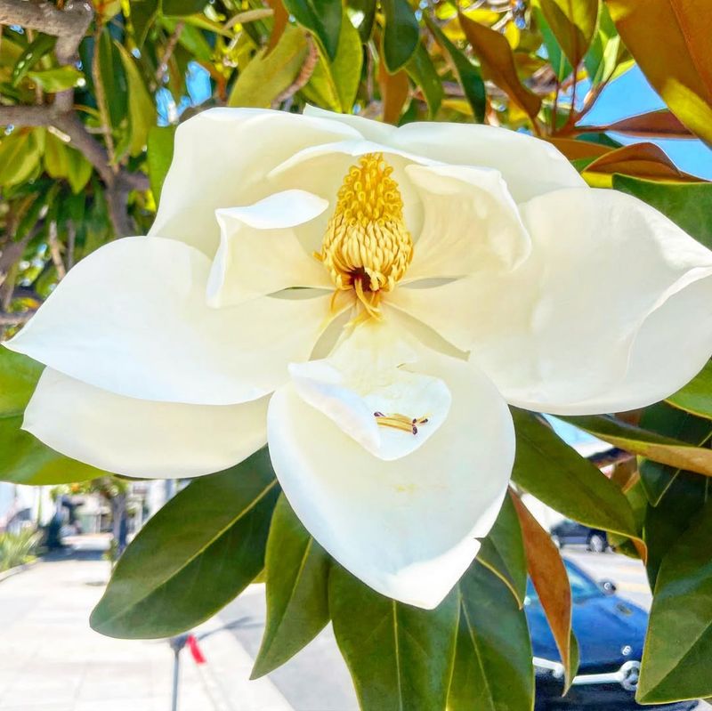 Magnolia Grandiflora