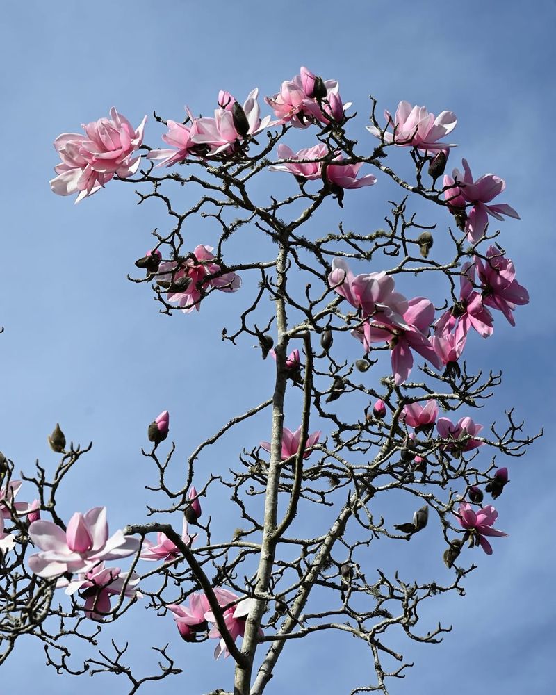 Magnolia Tree