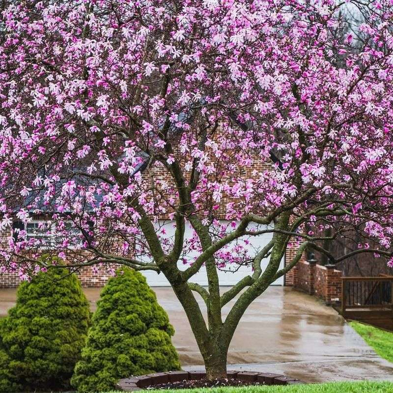 Magnolia Tree