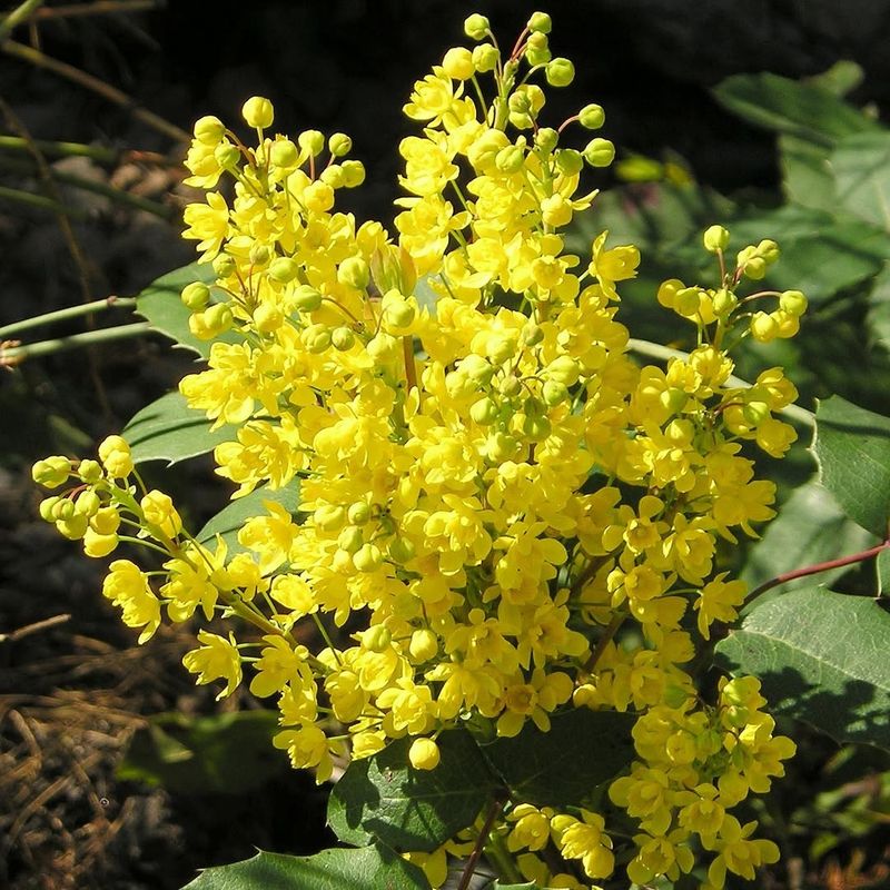 Mahonia aquifolium