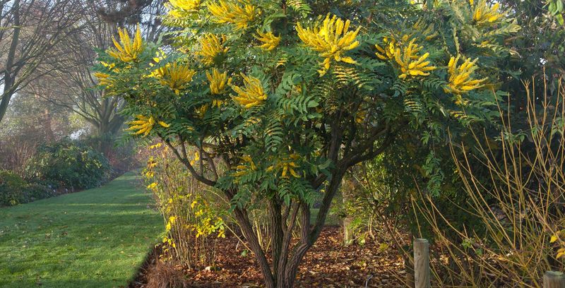 Mahonia