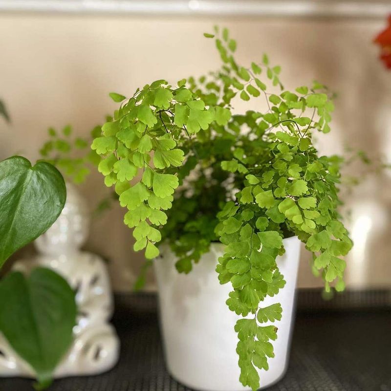 Maidenhair Fern