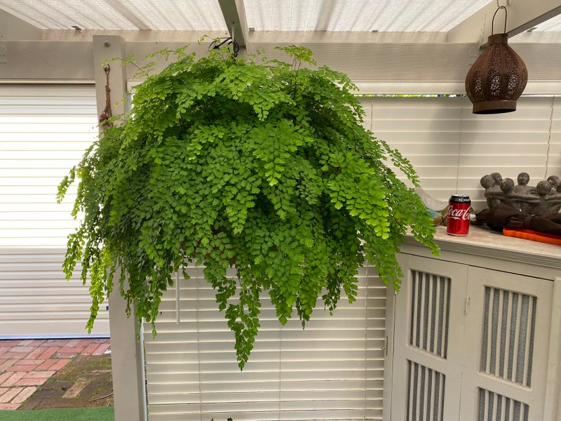 Maidenhair Fern