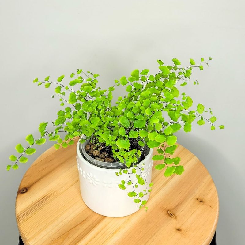 Maidenhair Fern