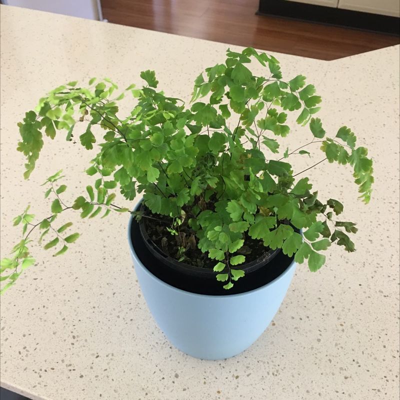 Maidenhair Fern