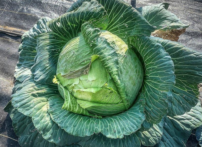 Maine's Enormous Cabbage