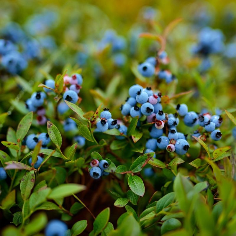 Maine Blueberry