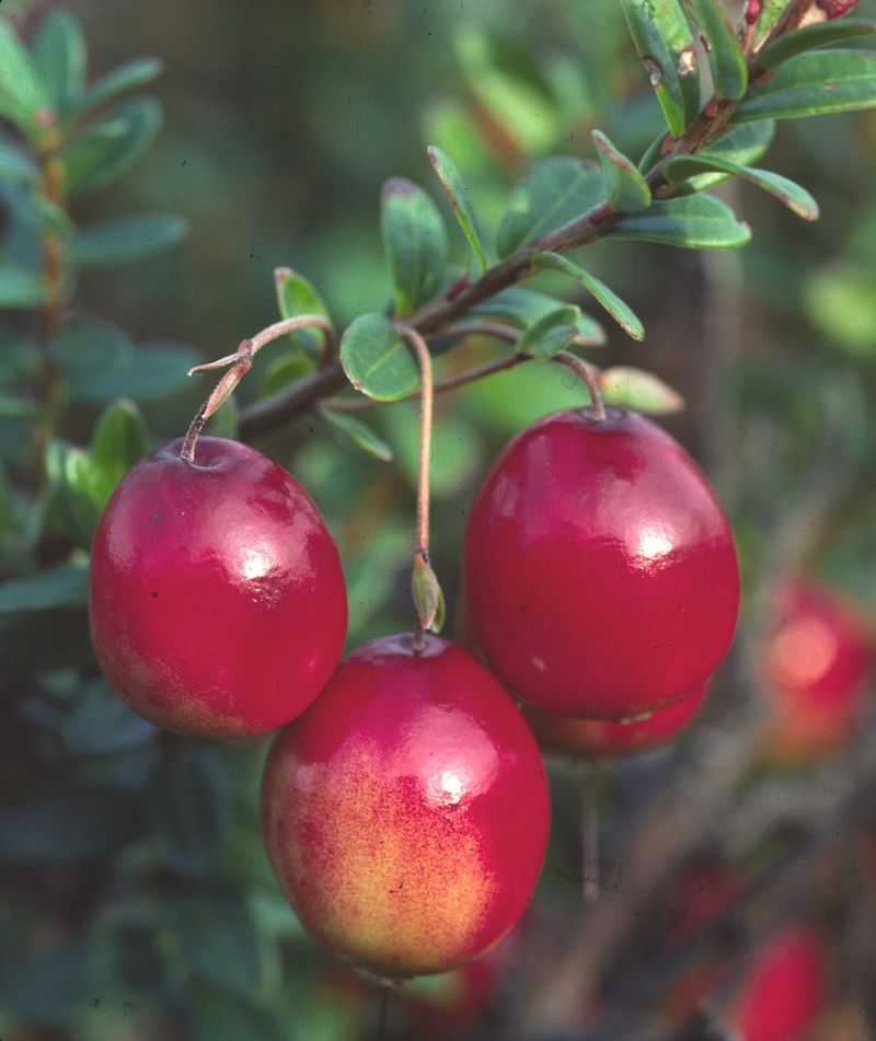 Maine - Large Cranberry