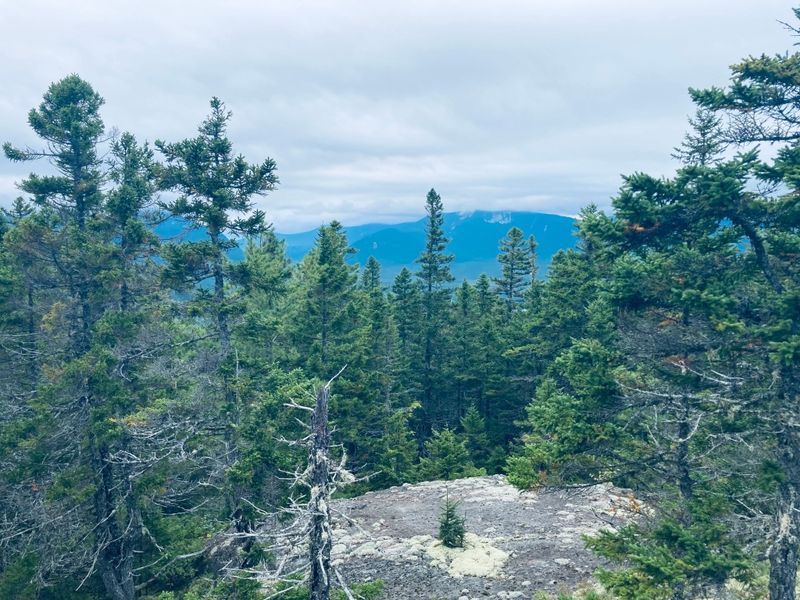 Maine's Pine Sentinel