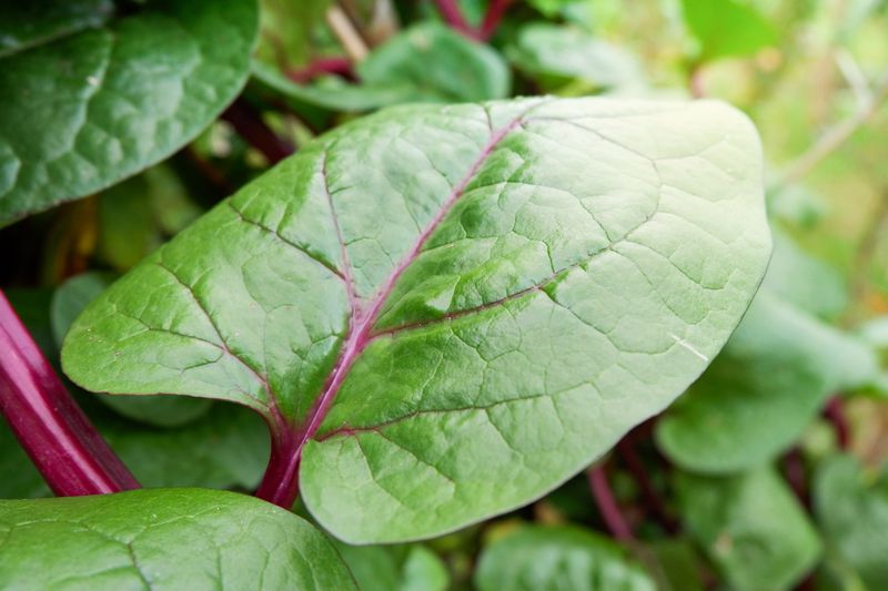 Malabar Spinach