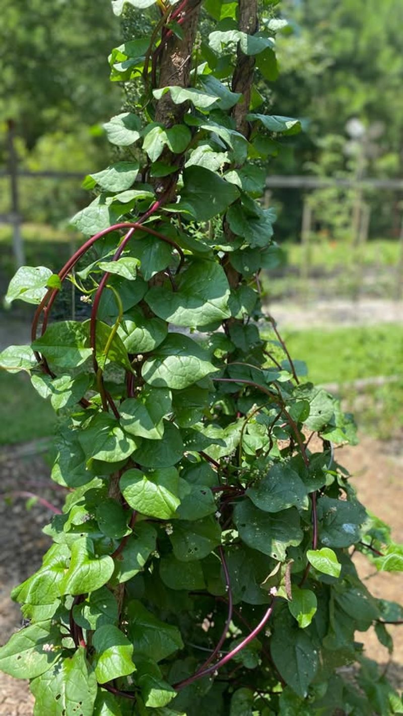 Malabar Spinach