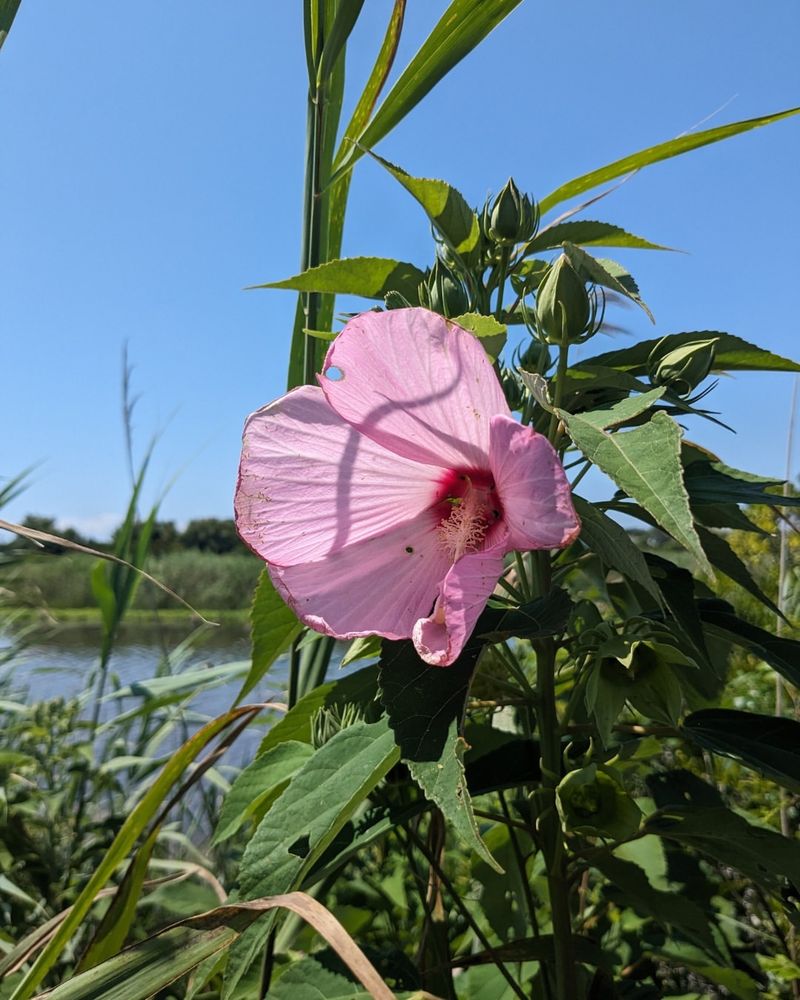 Mallow