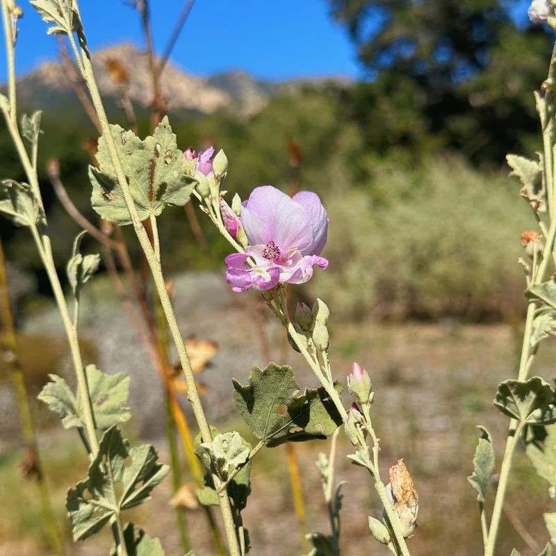 Mallow