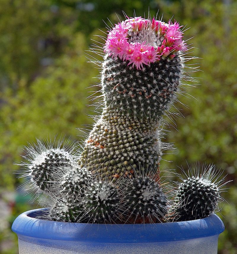 Mammillaria Cactus