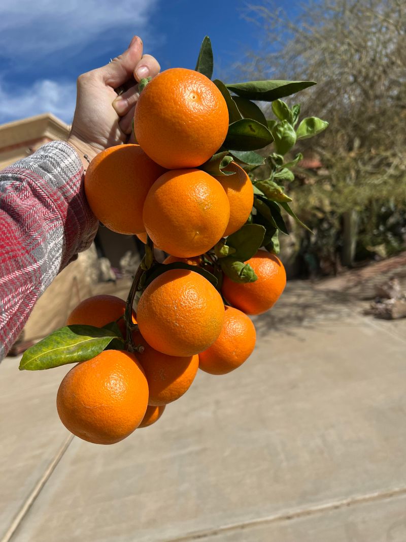 Mandarin Tree