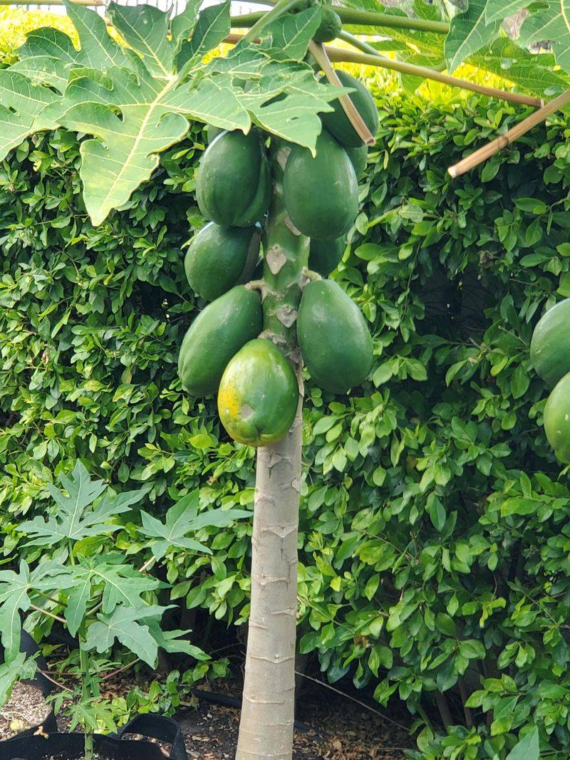 Papaya Tree