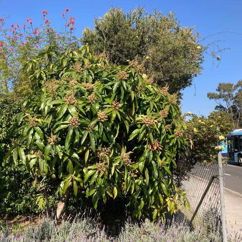 Mango Tree