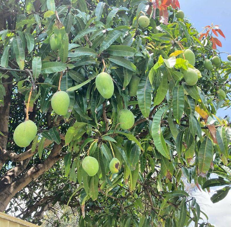 Mango Trees