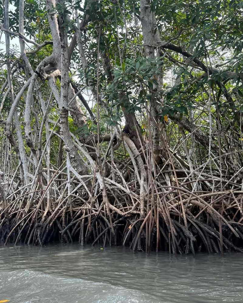 Mangrove Tree