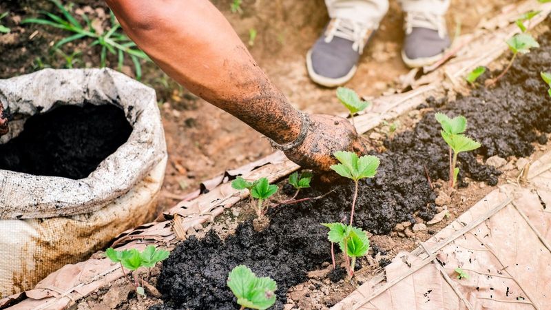 Manure: A Farmer’s Choice