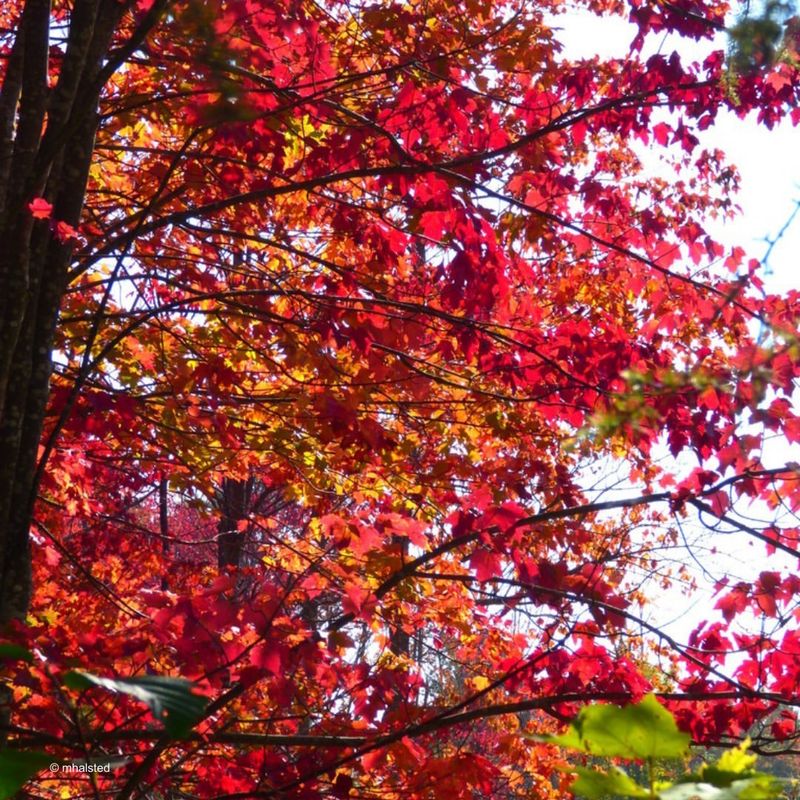 Maple Trees