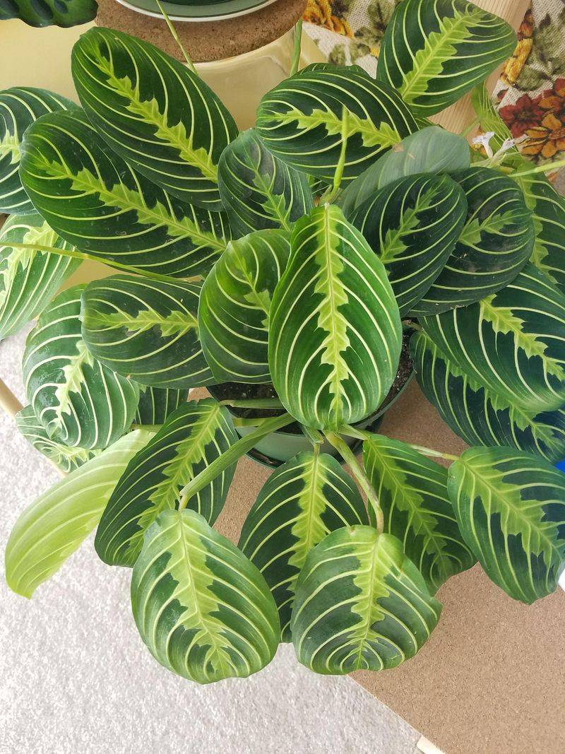 Maranta