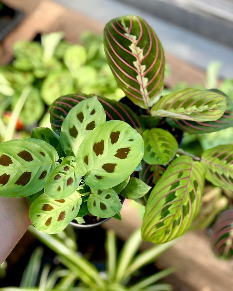 Maranta Leuconeura